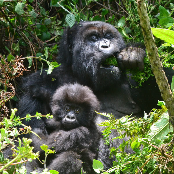 Gorilla Trekking