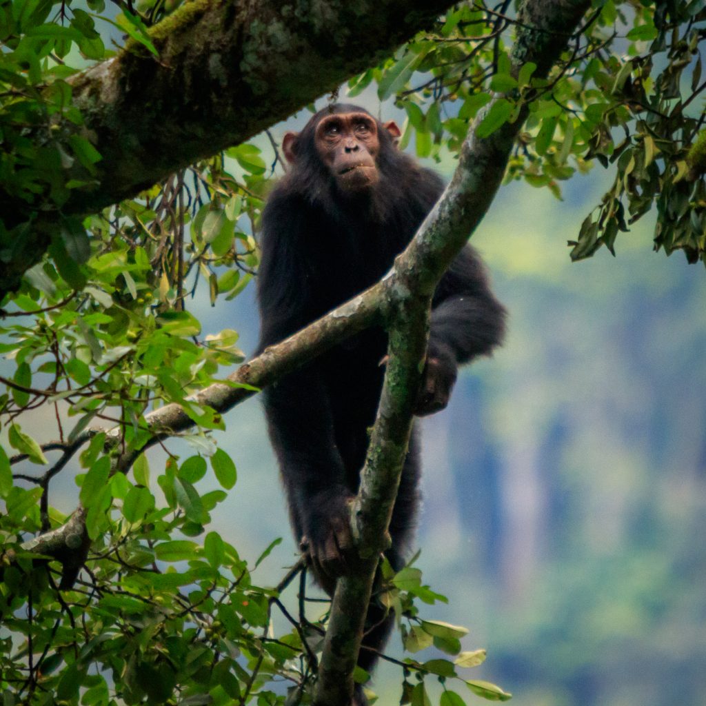 Kibale Forest National Park