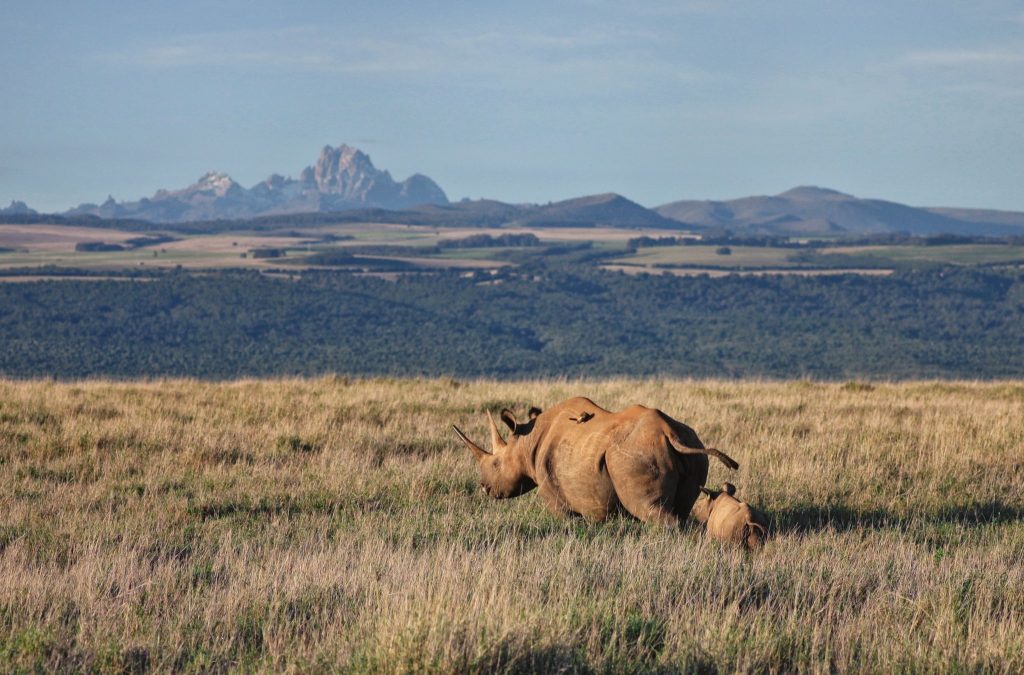Rhinos in Samburu