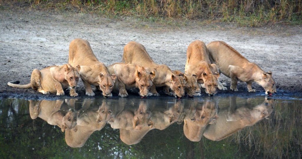 Nyerere National Park. Selous Game Reserve