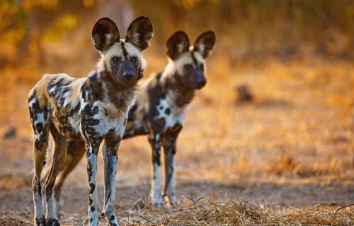 Selous Game Reserve Wild Dogs
