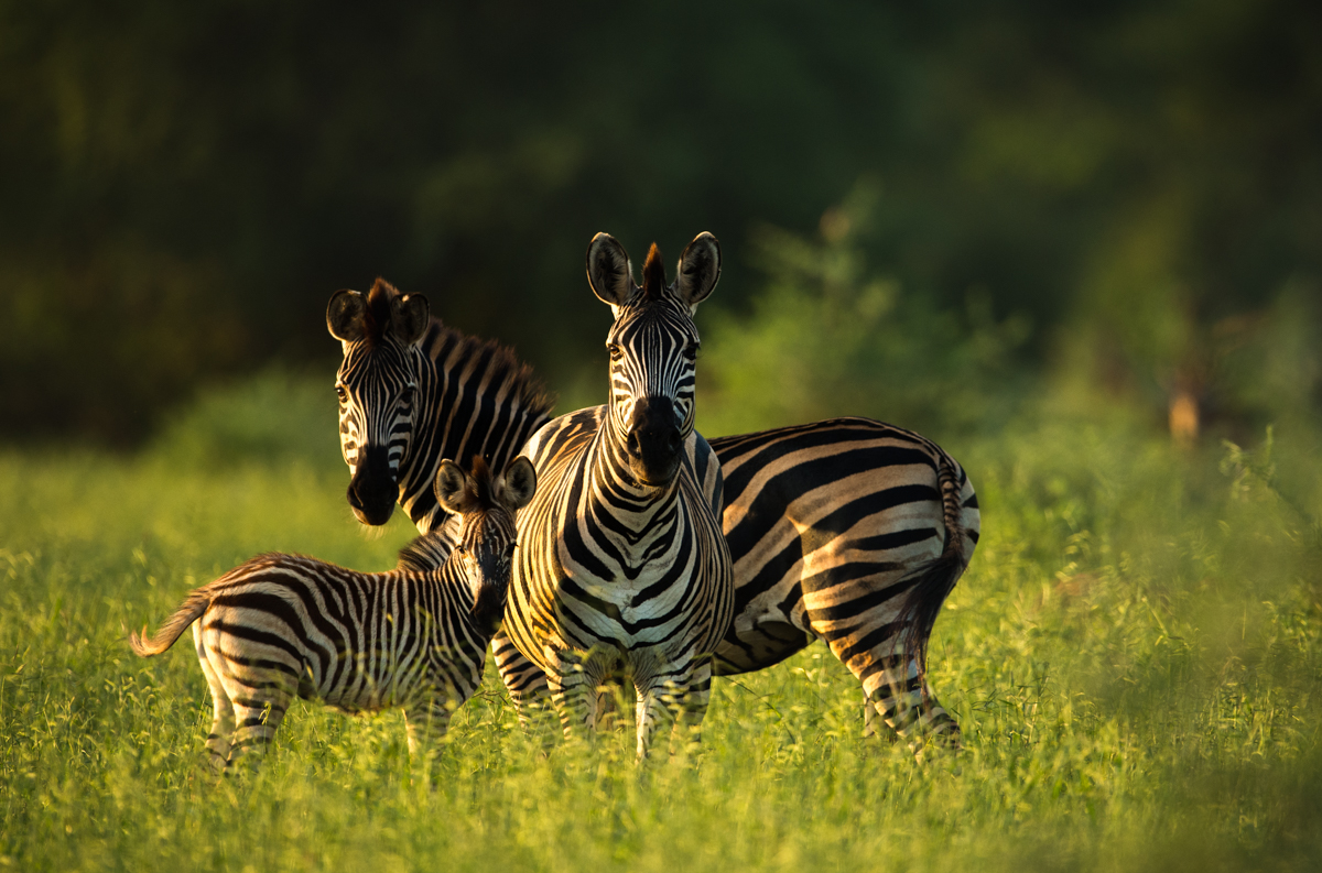 Rwanda Game-Veiwing Safaris