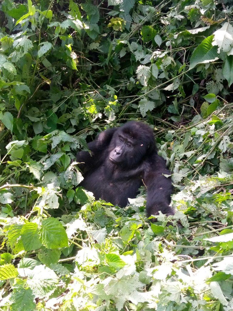 Gorilla Trekking in Uganda