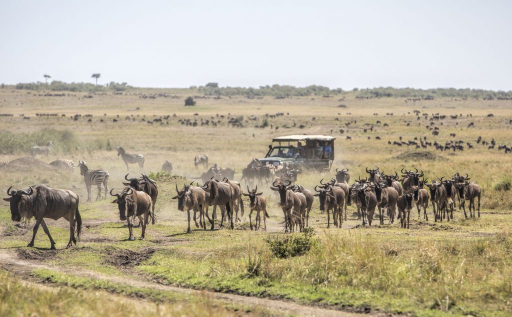 Maasai Mara National Reserve Great Wildebeest Migration