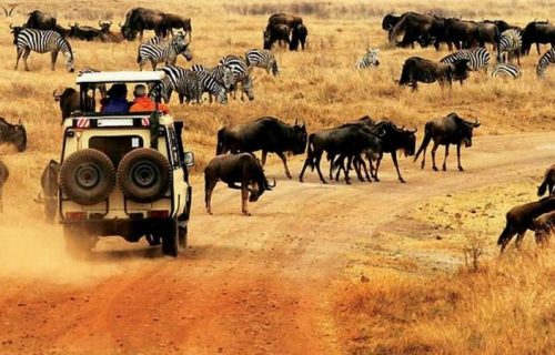 Wildlife Game Viewing in Kenya