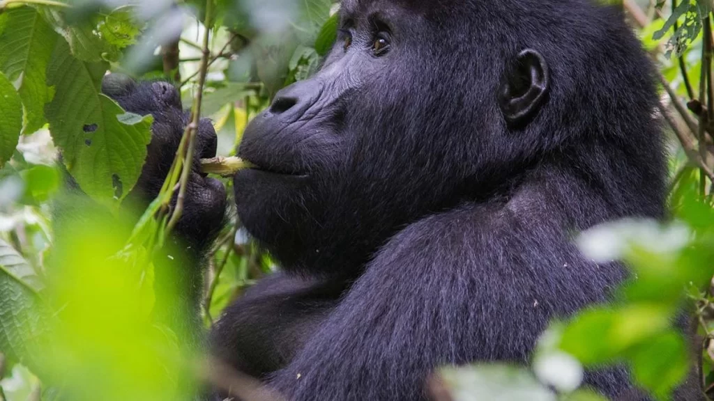 Gorilla Trekking Uganda