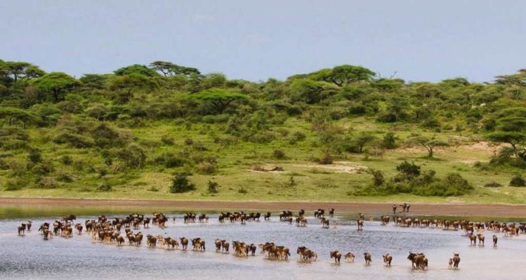 Lake Ndutu Area