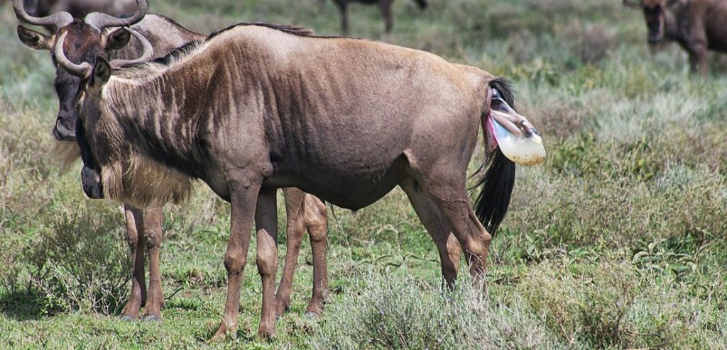 Wildebeest Migration Calving