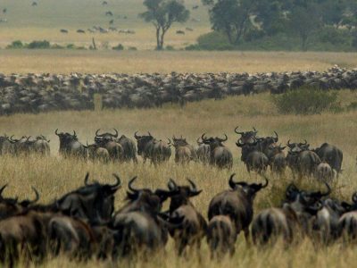 wildebeest migration Tanzania