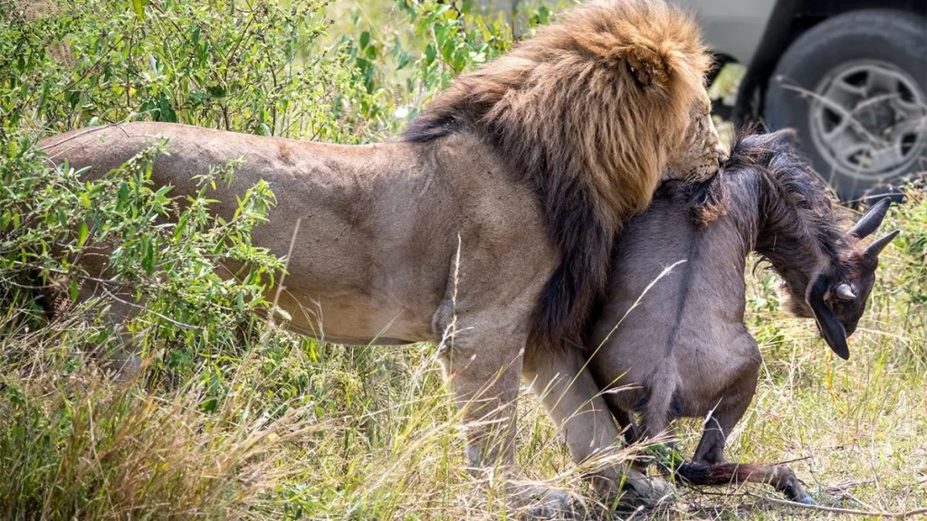 Seronera Valley in Central Serengeti, Tanzania