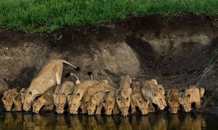 Lions in Arusha National Park