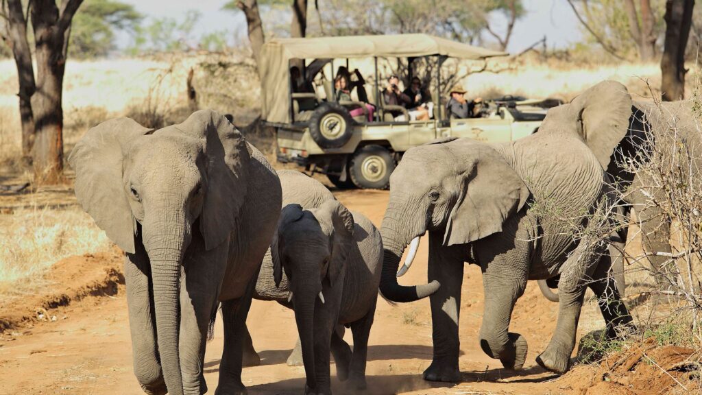 Game Drives in Nyerere National Parks