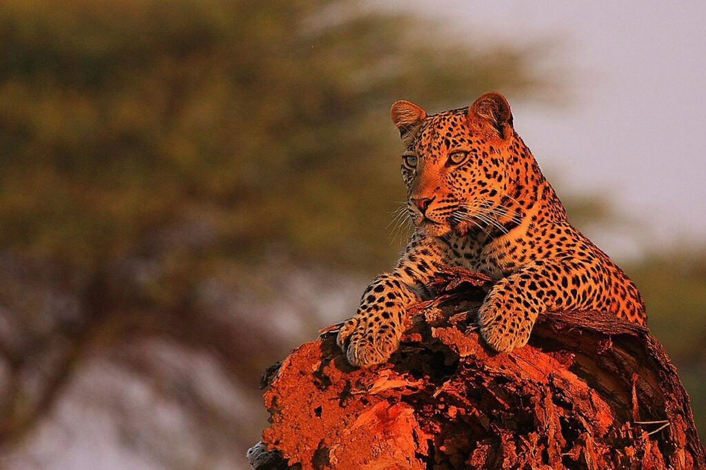 12 Days Family Luxury Tanzania Safari and Zanzibar Beach Holiday.