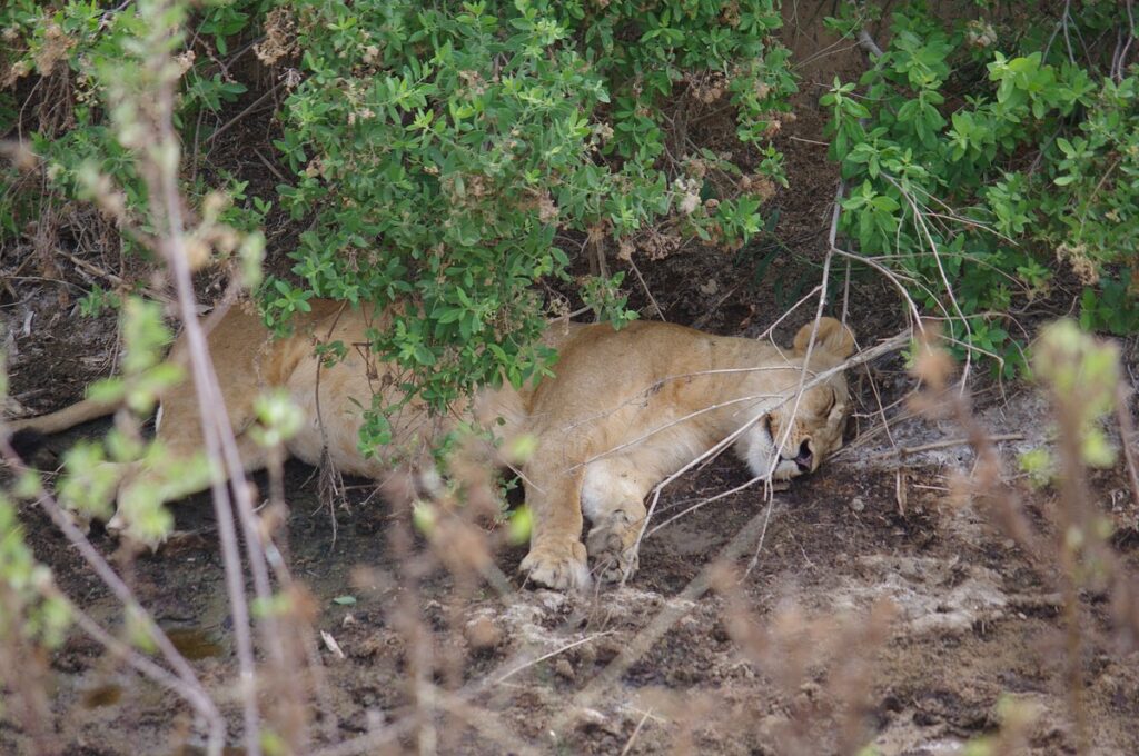 14 Days Ultimate Tanzania Safari