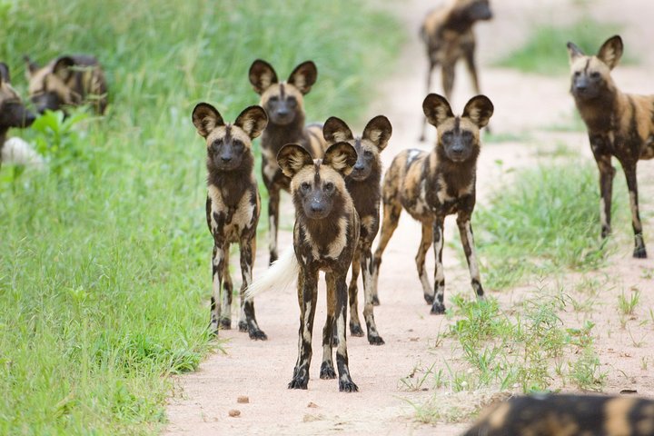 Luxury Safaris Tanzania | Nyerere National Park | Selous Game Reserve