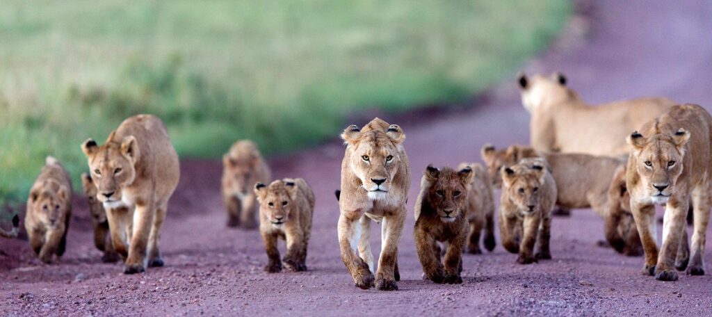 Ngorongoro Conservation Area