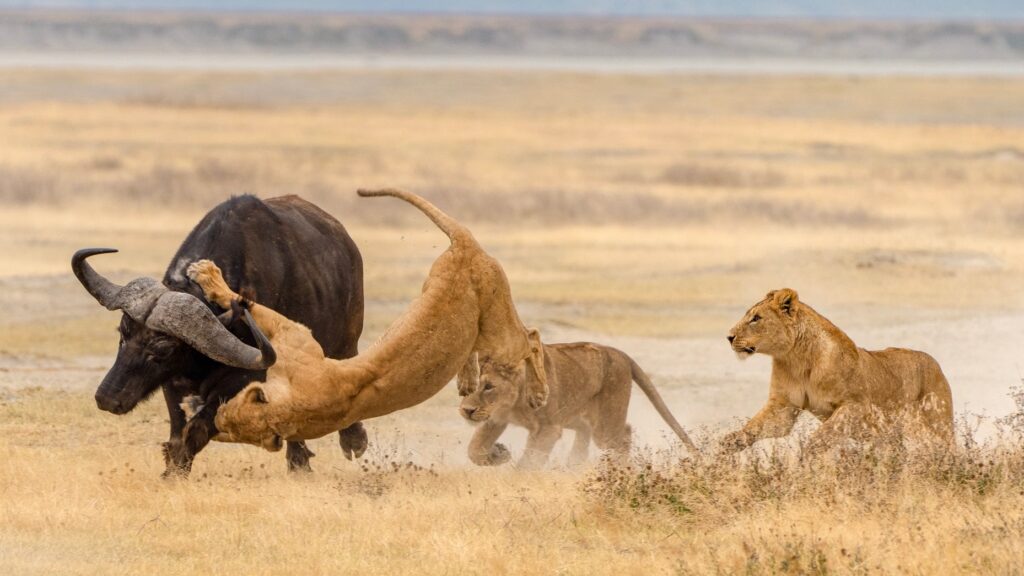 Luxury Safaris in Tanzania's Ngorongoro Crater