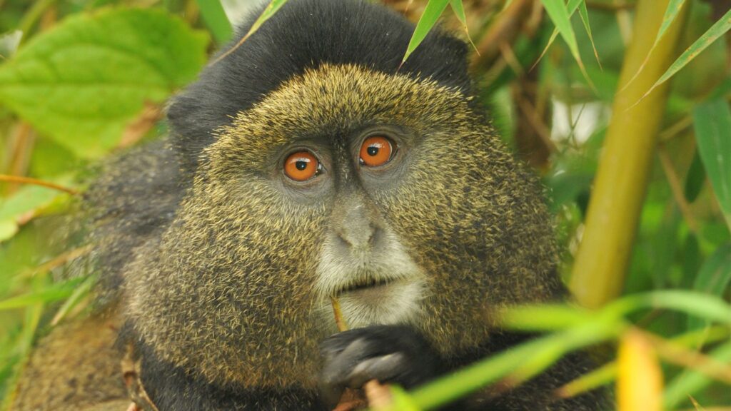 3 days gorilla and golden monkey trekking in Volcanoes national park Rwanda