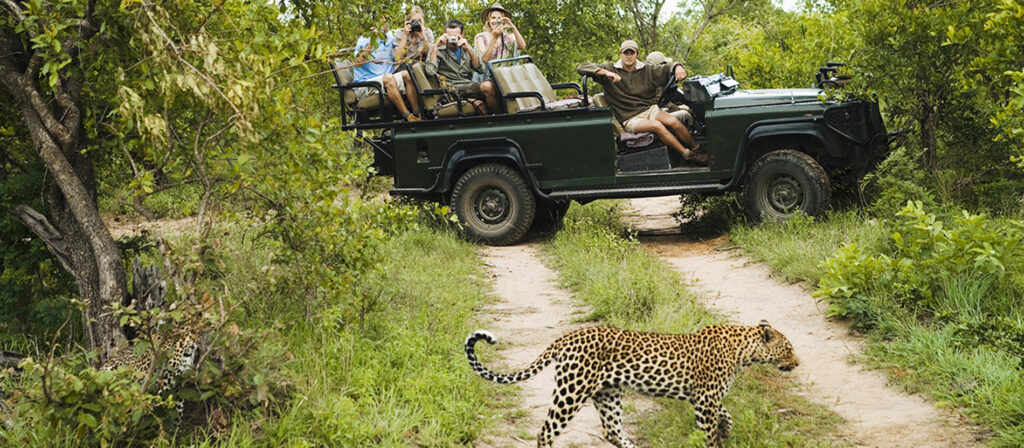 Kruger National Park, which is tucked away in South Africa's northeast, is a symbol of the nation's dedication to biodiversity, conservation, and the preservation of its natural beauty. In addition to being the largest national park in South Africa