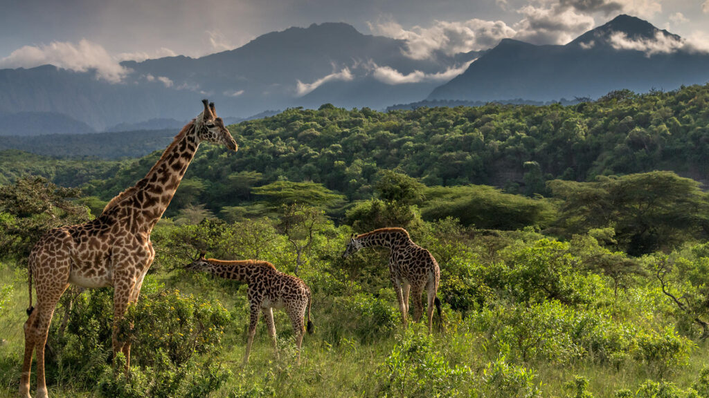 Arusha National Park Tanzania – Complete Travel Guide, Wildlife, Activities & Best Time to Visit