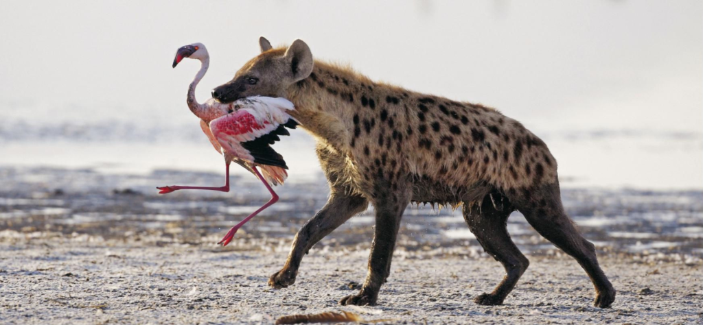 12 Days Kenya and Tanzania Safari | All inclusive Kenya and Tanzania safari.