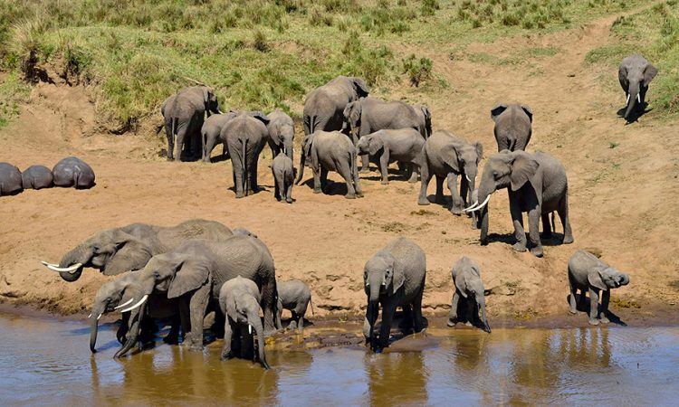 Tarangire and Ngorongoro Crater Safari