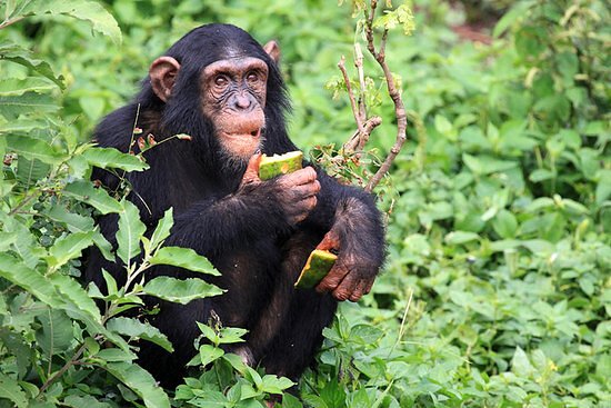 Tanzania Luxury Chimpanzee Trekking Safaris
