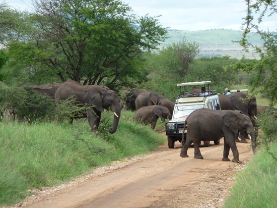 Tarangire National Park 4-Days Tanzania Camping Safari | Luxury Safaris Tanzania