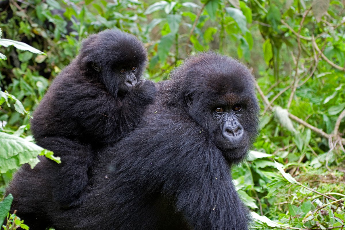 Luxury Gorilla Trekking Safaris
