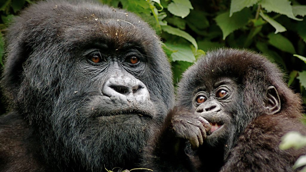 Luxury Gorilla Trekking Safaris