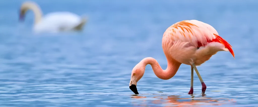 Birding in Lake Manyara National Park
