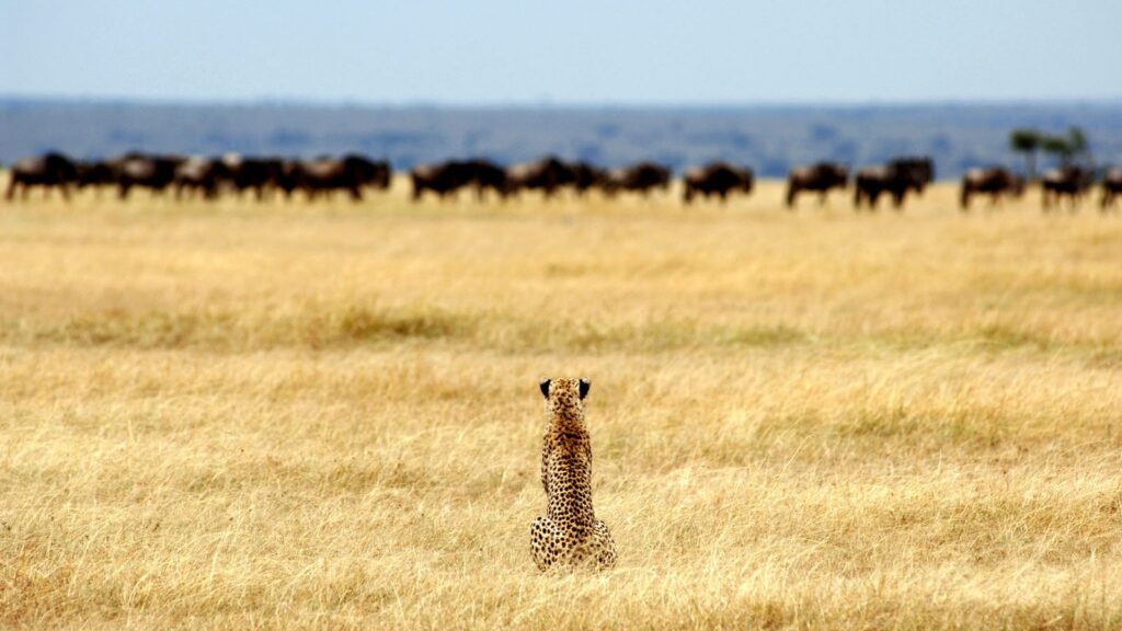 Northern Circuit Tanzania: Best Time to Visit Serengeti, Ngorongoro & Kilimanjaro
