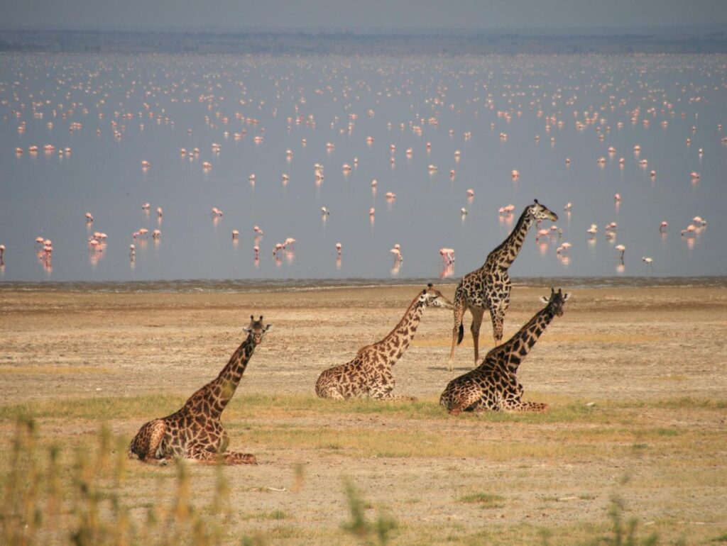 Which is better, Lake Manyara or Tarangire?