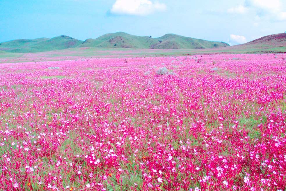 A Complete Travel Guide to Kitulo National Park (The Garden of God)