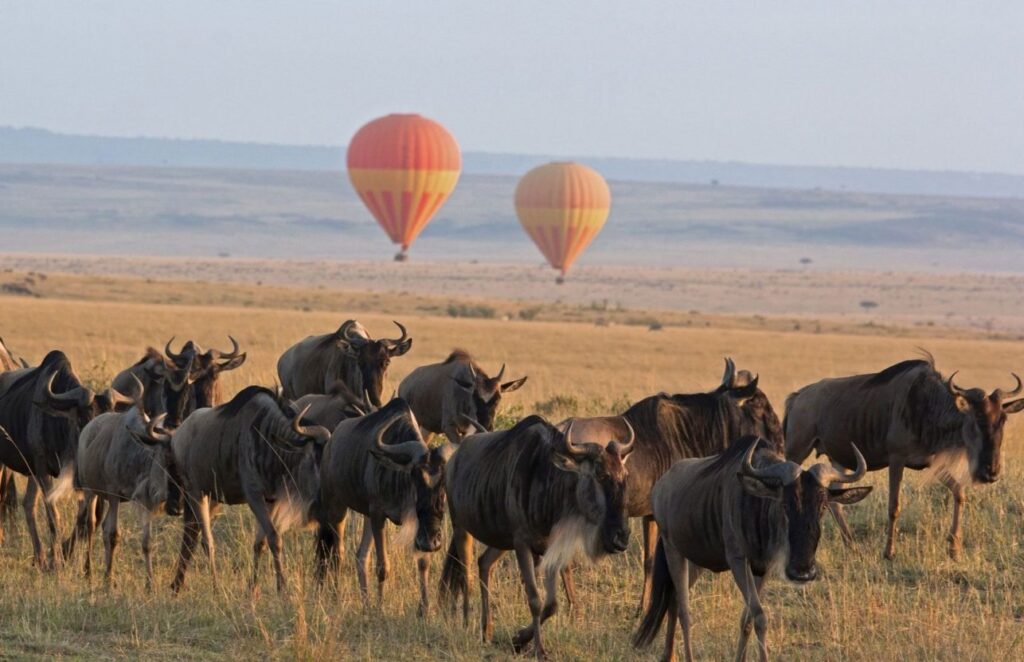 Great Wildebeest Migration Safaris, Serengeti and Maasai Mara Safaris