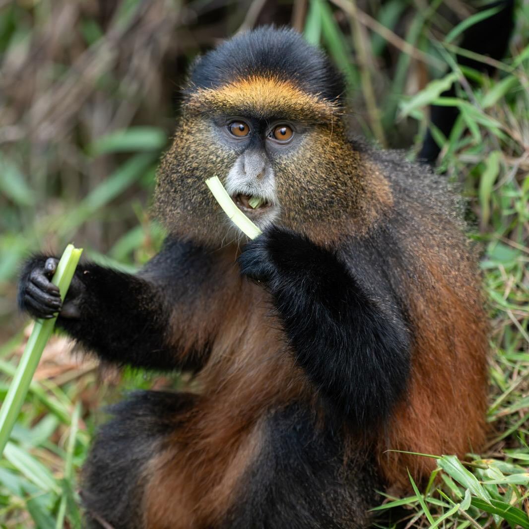 Gorilla and Golden Monkey Trekking in Rwanda.