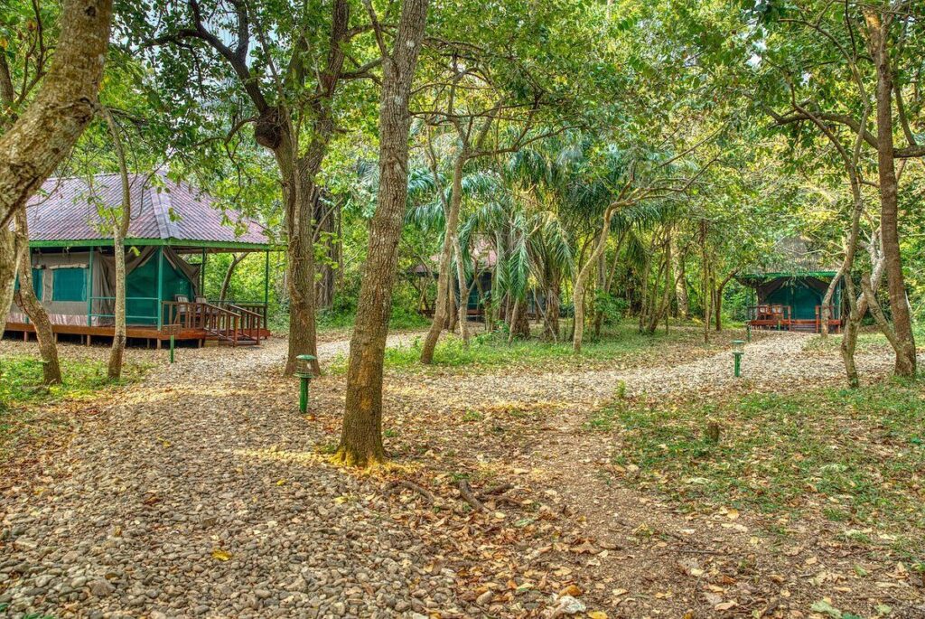 Tanzania Wildlife & Chimp Trekking Safari – Katavi & Gombe