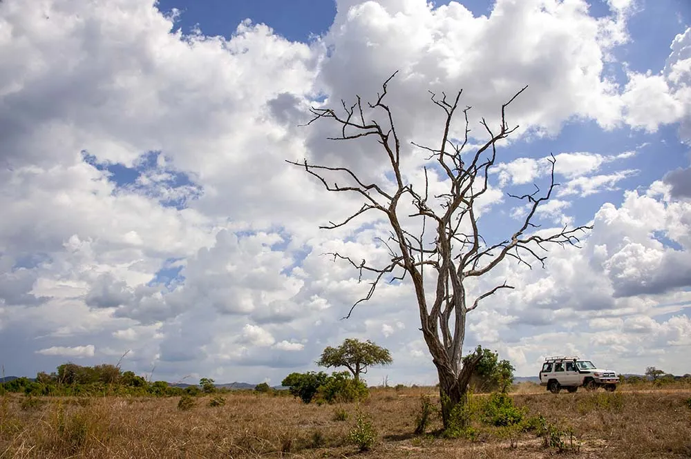 10-Day Southern Tanzania Safari. Mikumi, Ruaha & Selous Wildlife Adventure 