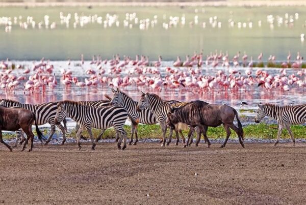 Lake Manyara Luxury Safari: Flamingo Spectacle & Refined Lodges