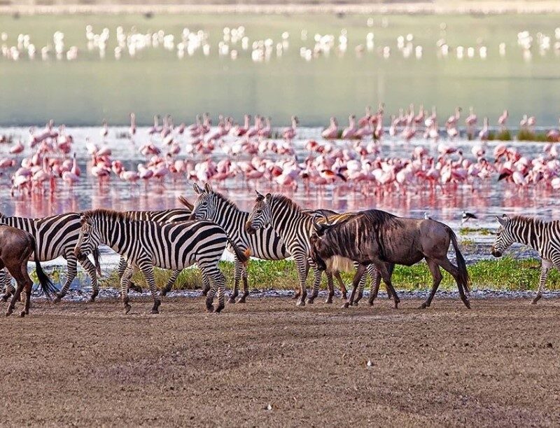 Lake Manyara Luxury Safari: Flamingo Spectacle & Refined Lodges
