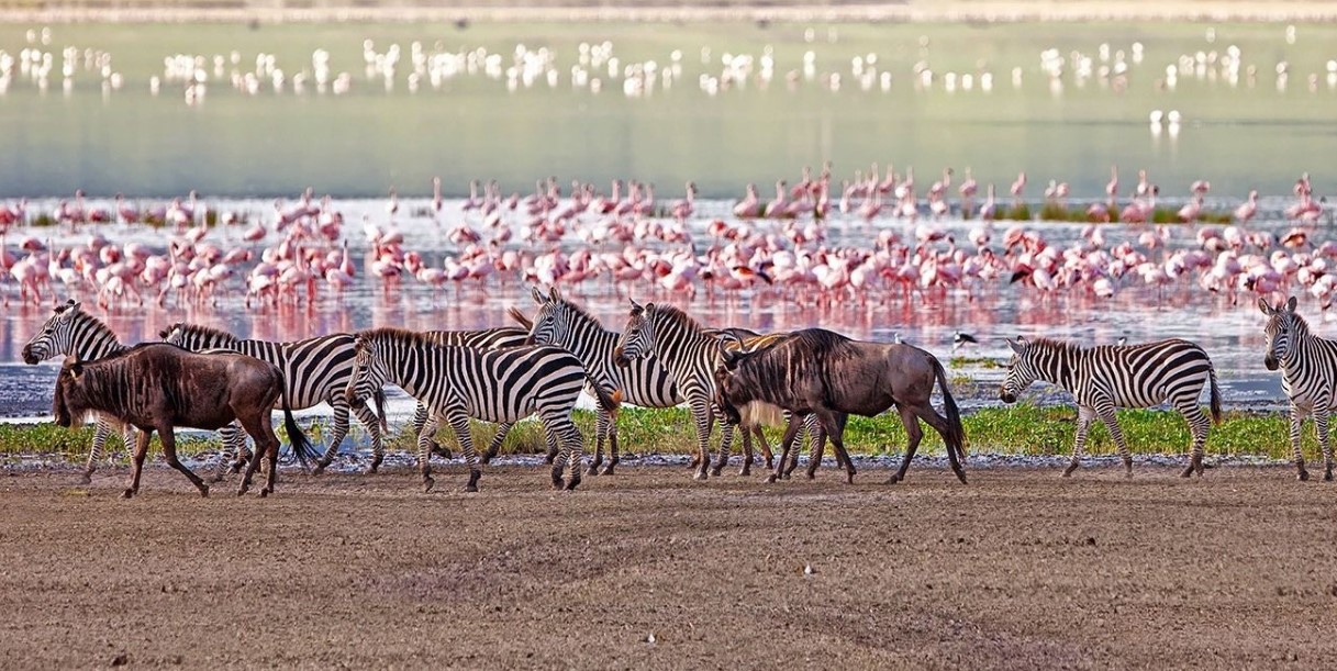 Lake Manyara Luxury Safari: Flamingo Spectacle & Refined Lodges