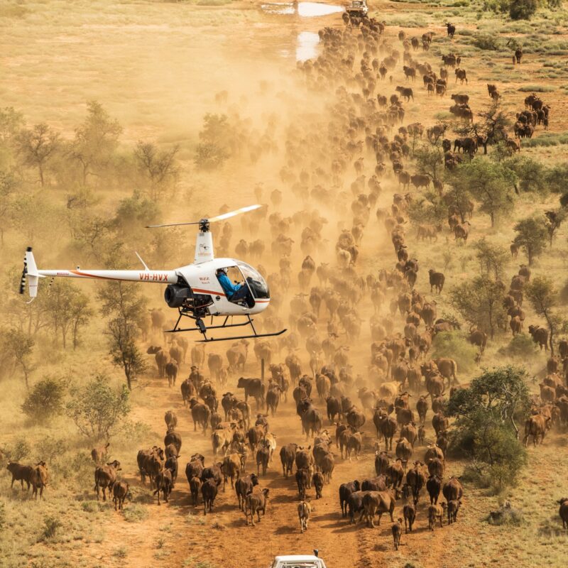 Helicopter Safari Over the Serengeti: Luxury Aerial Wildlife Experience