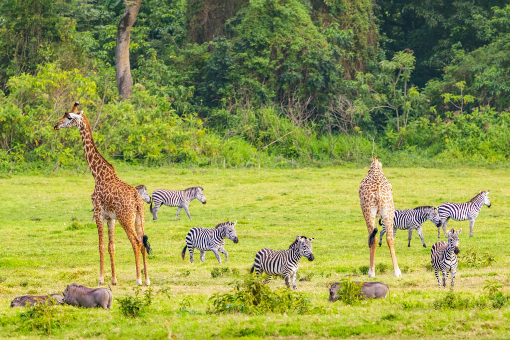 Mini Serengeti in Arusha National Park