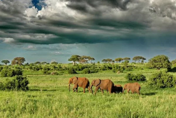 Tarangire Green Season Luxury Safari: Scenic Wildlife & Private Camps