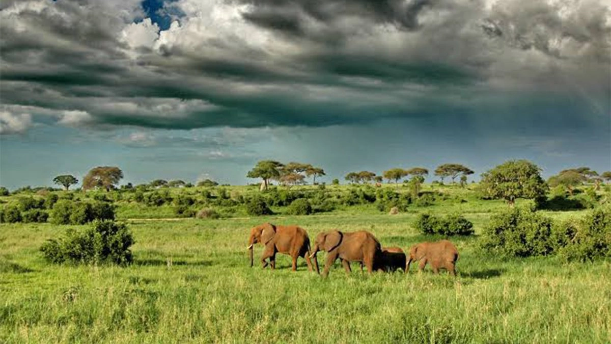 Tarangire Green Season Luxury Safari: Scenic Wildlife & Private Camps