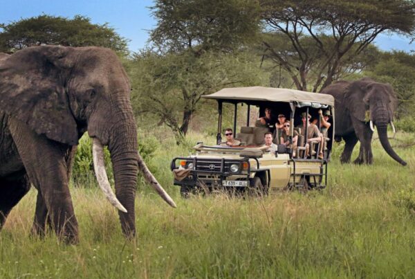 Tarangire Luxury Safari: Tanzania's Elephant Capital Experience