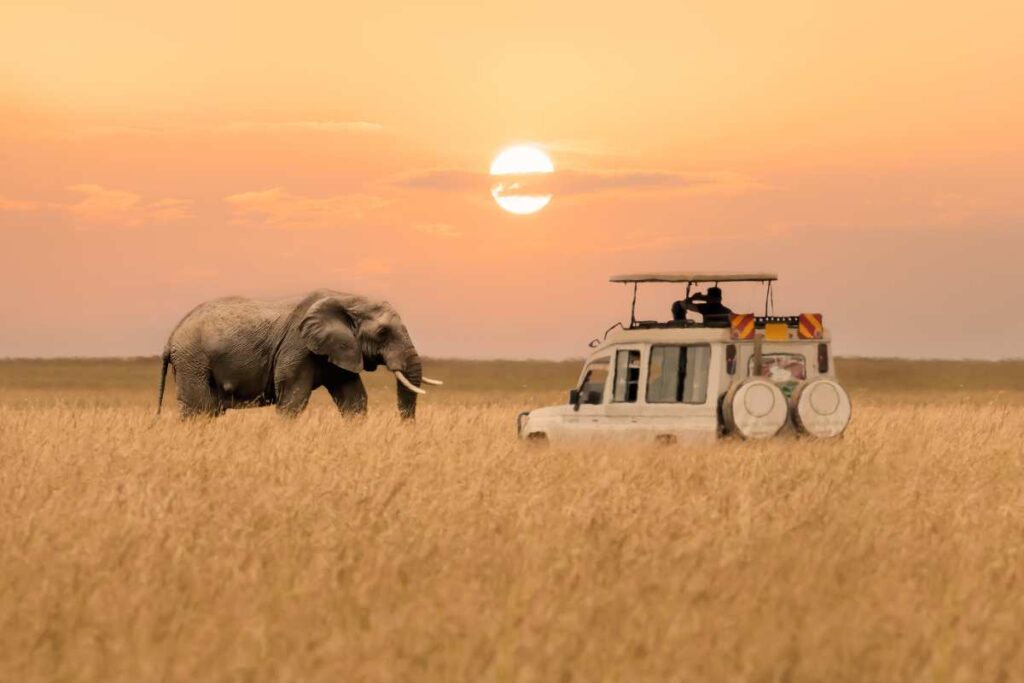 Ultimate African Safari Guide: What to Know Before You Go | Luxury Safaris & Tours