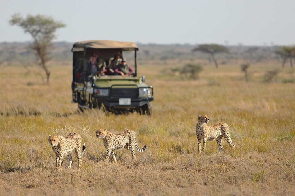Why Tanzania Is Africa’s Top Luxury Safari Destination