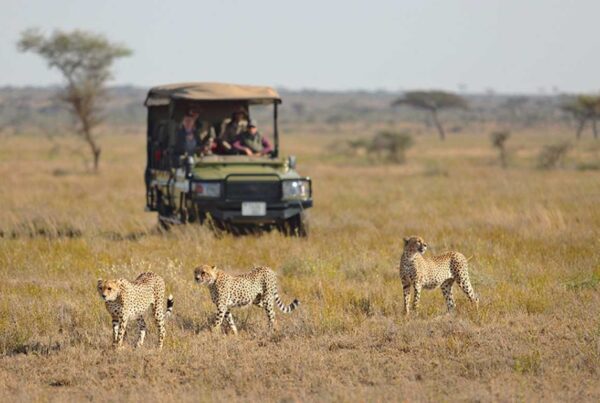 Why Tanzania Is Africa’s Top Luxury Safari Destination