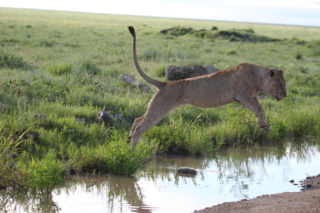 Tanzania Photography Safari: Serengeti Migration, River Crossings & Expert Guiding
